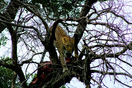 Wood outdoors leopard