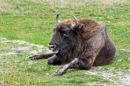 Lying horns grass