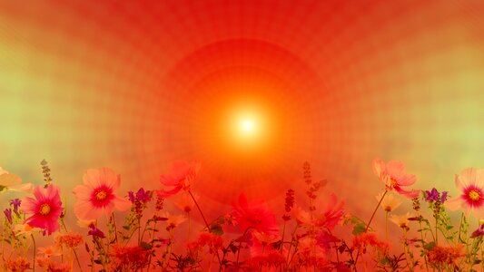 Relaxation wellness wild flowers
