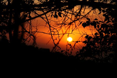 To emerge tree dawn