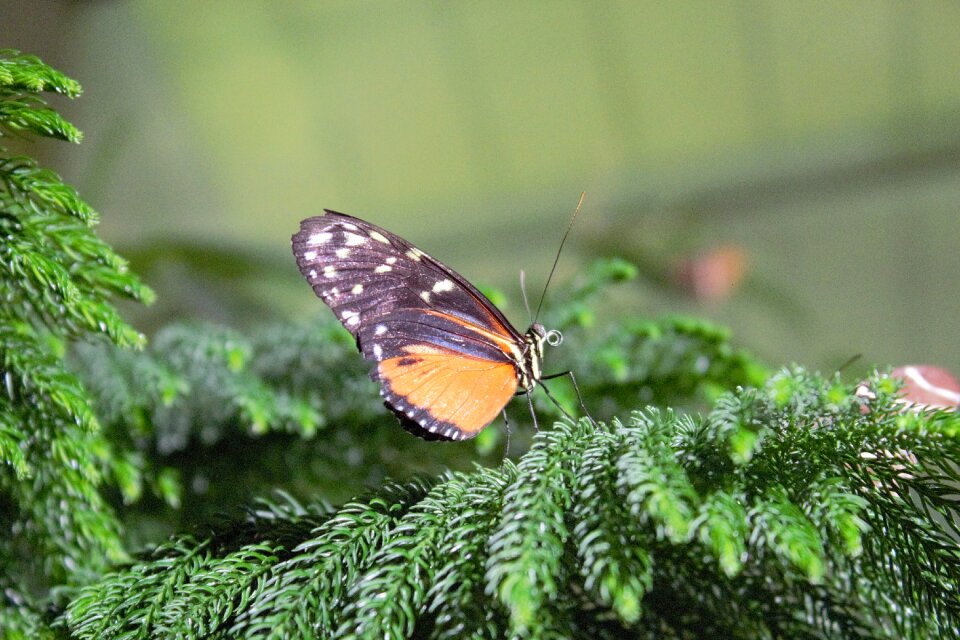 Insect outdoors wildlife