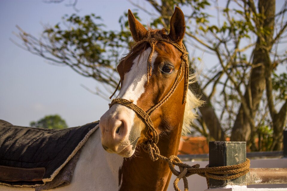 Equine horse with brake look horse