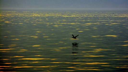 Water bird sunset photo