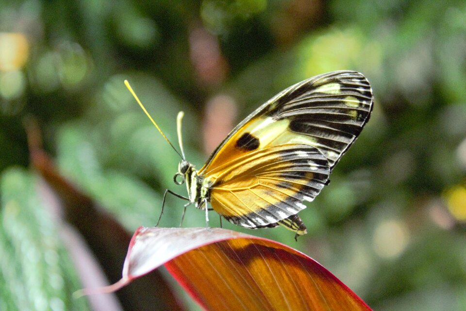 Insect outdoors wing