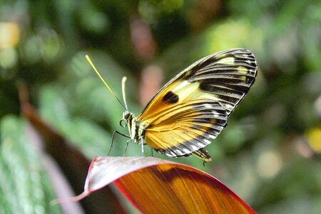 Insect outdoors wing photo