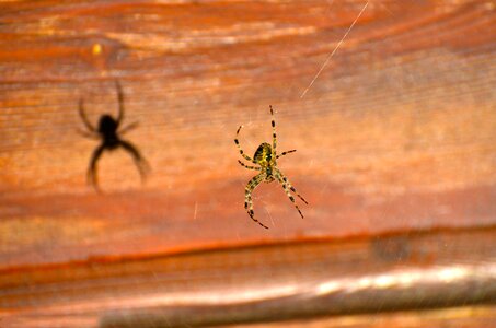 Nature phobia invertebrate photo