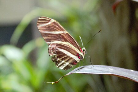 Butterfly wing outdoors photo