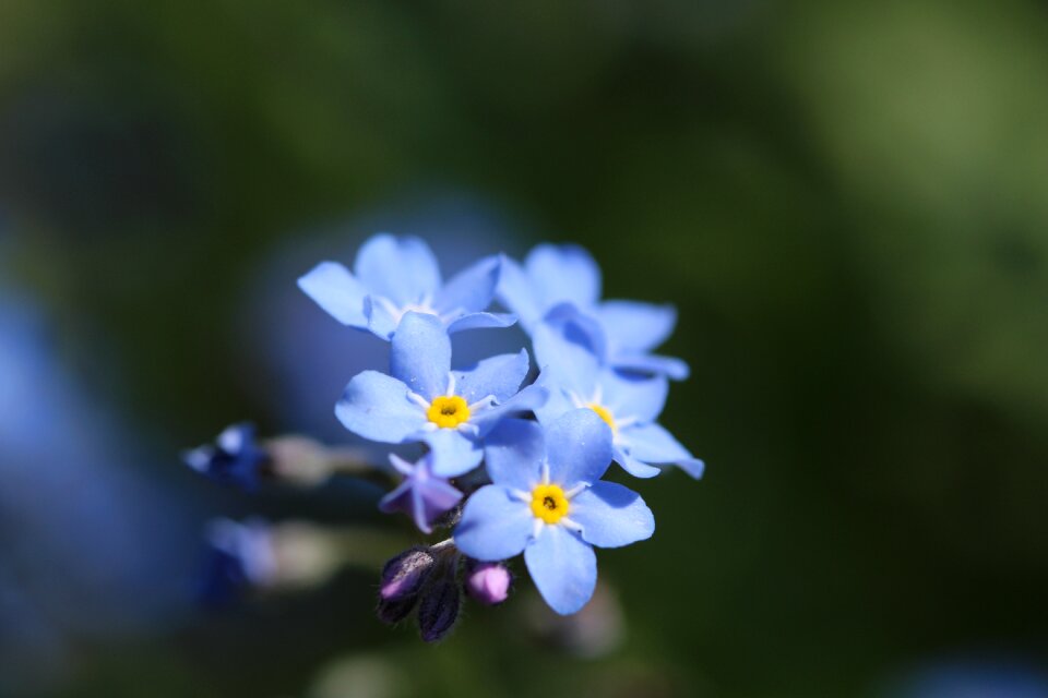 Blue forget me not nature spring flower