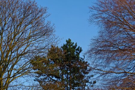 Wood sky blue photo