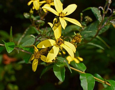 Southeast yellow flower photo