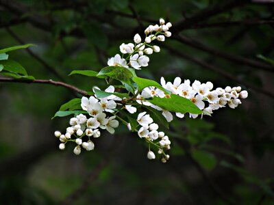 Tree nature blooms