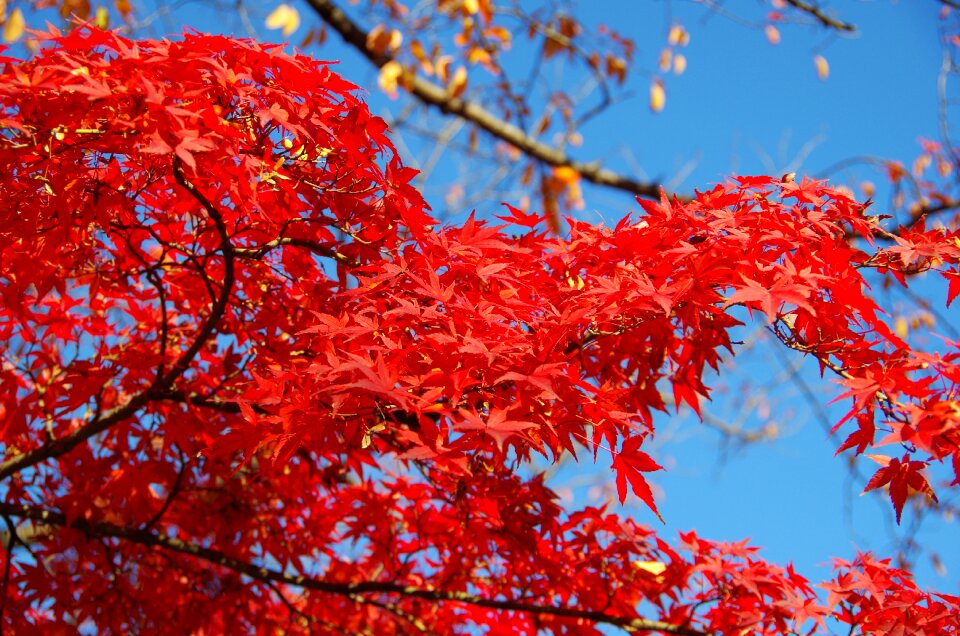 Japan fallen leaves leaf