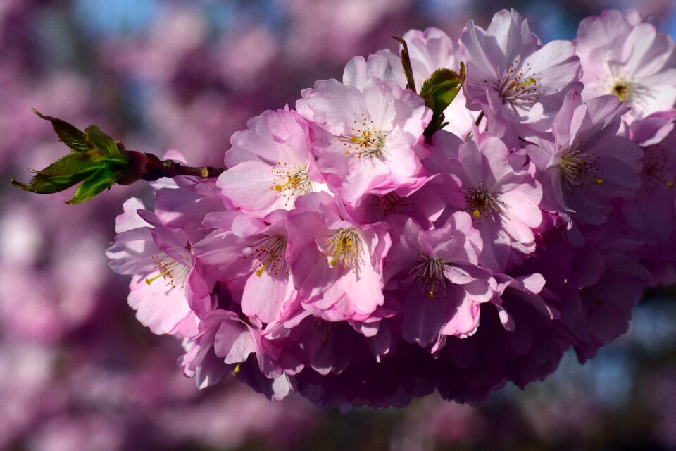 Blossom bloom pink photo