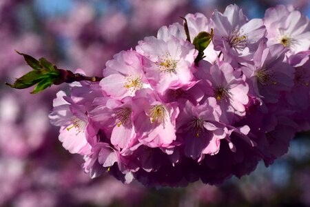 Blossom bloom pink