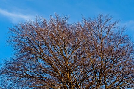 Wood sky blue photo