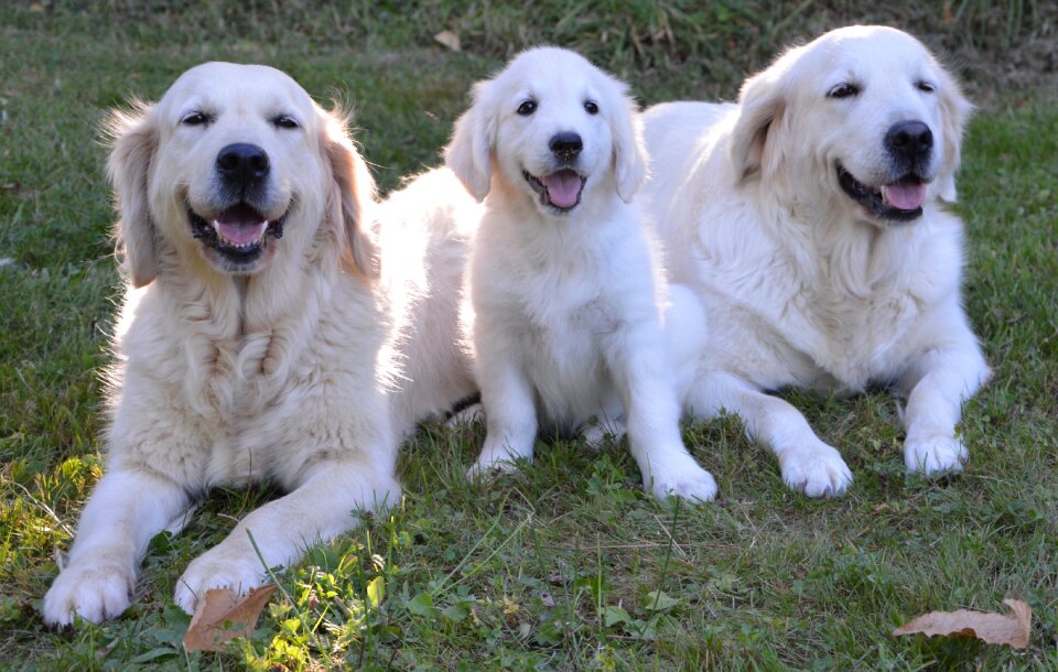Female guide dog blind domestic animal