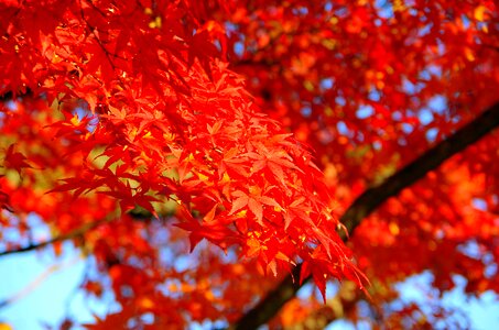 Japan fallen leaves leaf photo