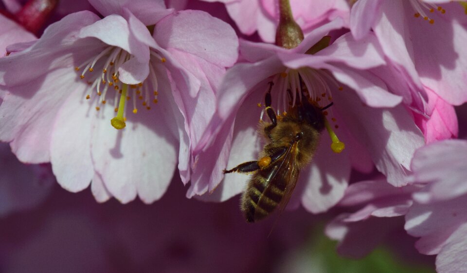 Blossom bloom pink photo