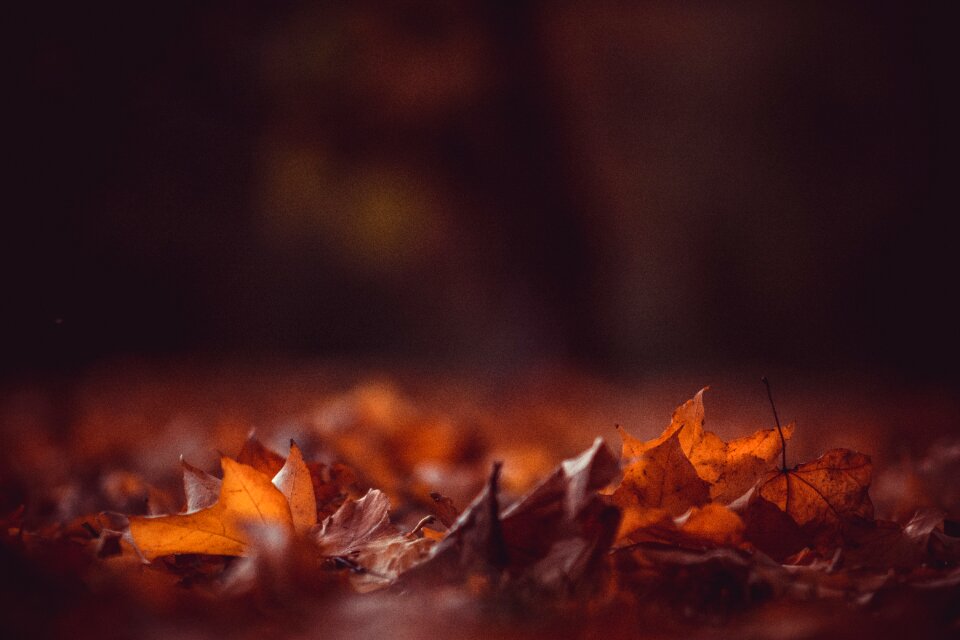 Leaves fall autumn