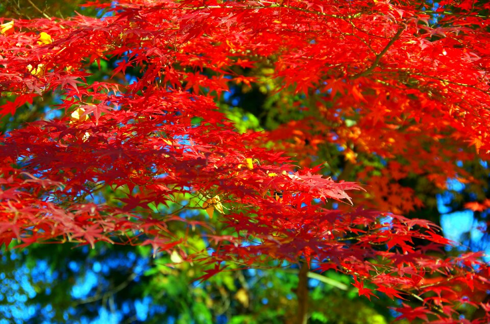 Japan fallen leaves leaf