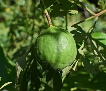 Edible vine climber