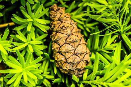 Desktop tree pinecone
