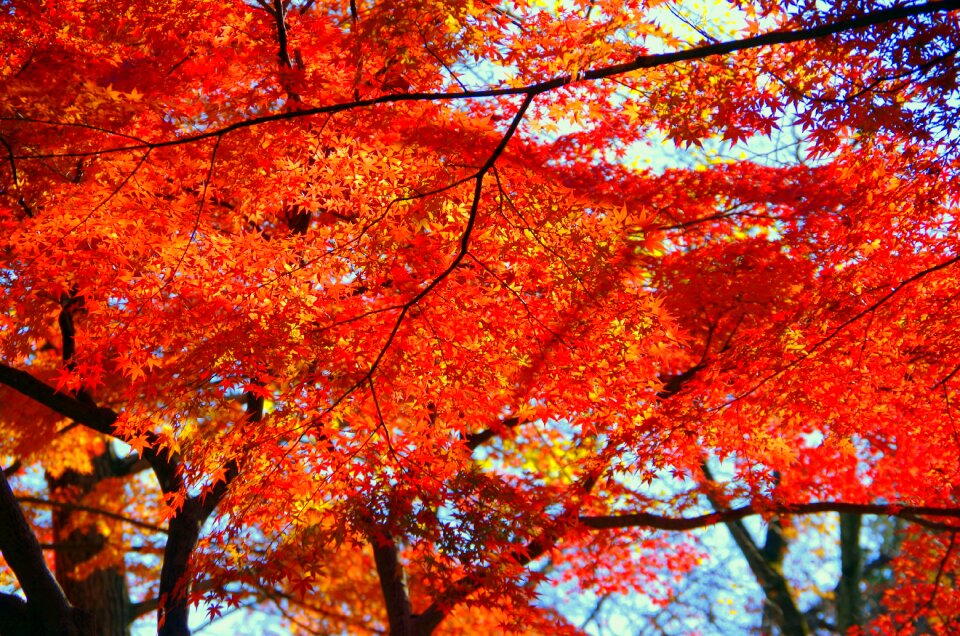 Japan fallen leaves leaf photo