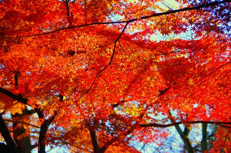 Japan fallen leaves leaf