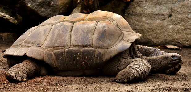 Panzer zoo turtle photo