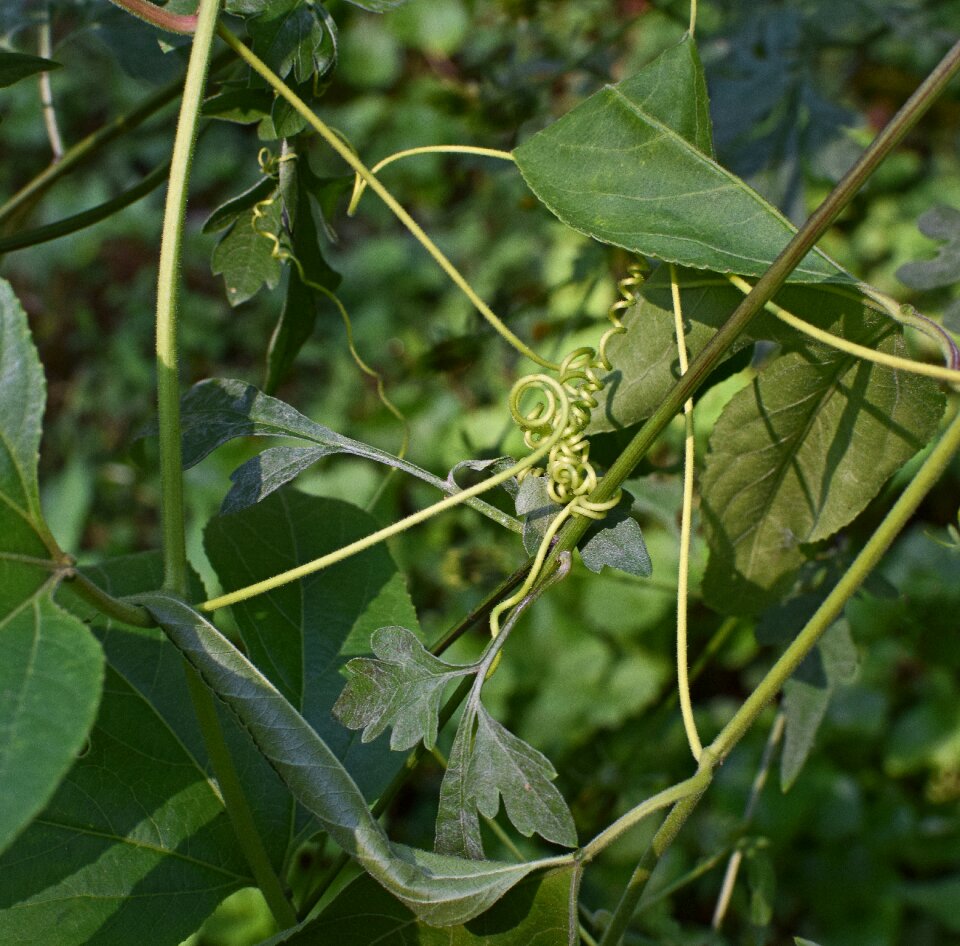 Tendrils wild wildflower
