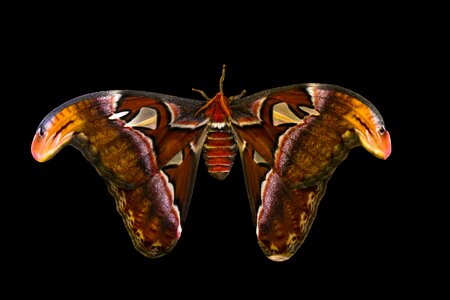 Exotic atlas moth atlas butterfly photo