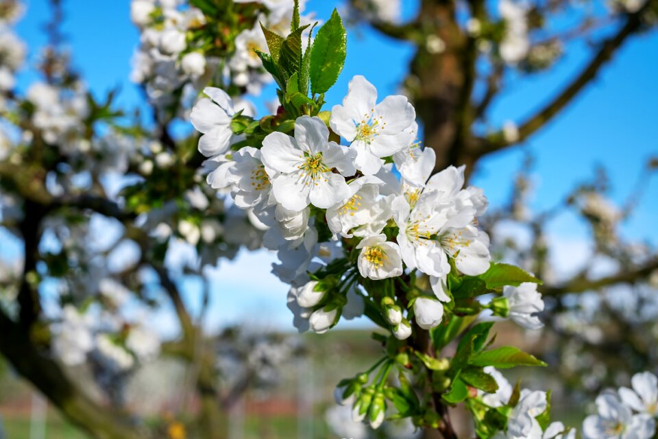 Spring fruit tree tree