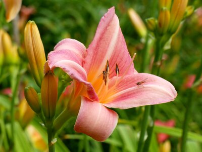 Salmon pink summer garden photo