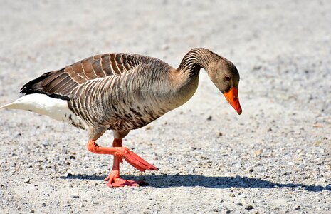Animal pond bird