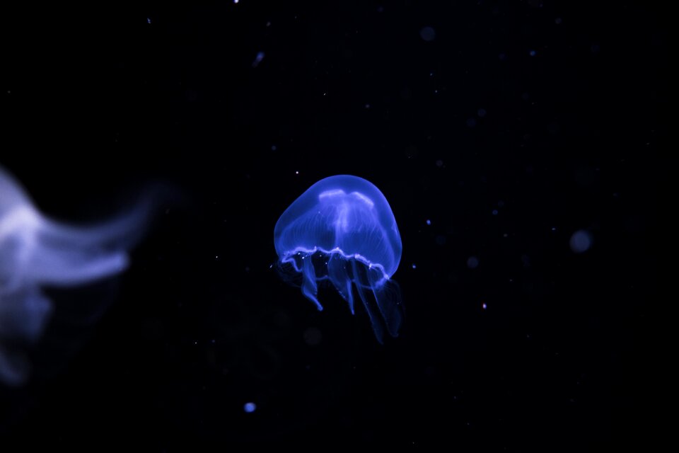 Aquatic animal underwater