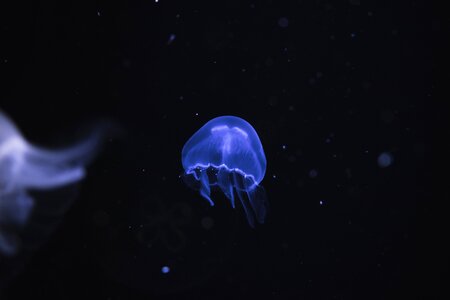 Aquatic animal underwater