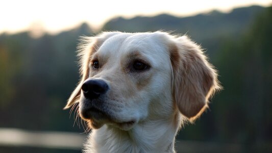 Dog golden retriever animal photo