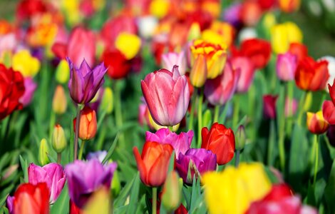 Tulips tulpenbluete flowers