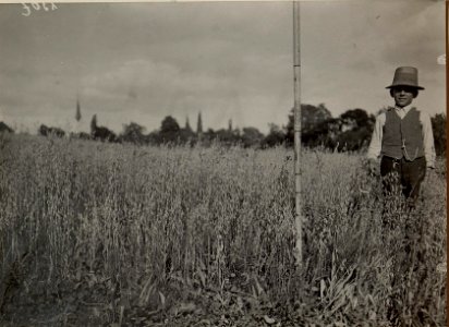 Thon Theinach bei Klagenfurth. Moorentsumpfung mit Anbau des entsumpften Moores (1916 ca 80 ha) zum Vergleiche mit Aufnahme 2304. Haferstand auf unmittelbar anschliessenden Feldern, Gewächshöhe ca. 75 (BildID 15479950)