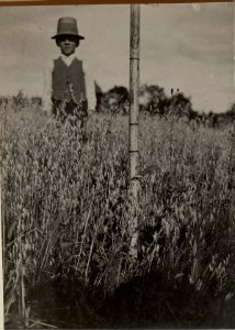 Thon Theinach bei Klagenfurth. Moorentsumpfung mit Anbau des entsumpften Moores (1916 ca 80 ha) zum Vergleich mit Aufnahme 2304. Haferstand auf unmittelbar anschliessenden Feldern, Gewächshöhe ca. 75 (BildID 15479943)