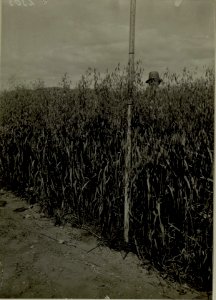 Thon Theinach bei Klagenfurth. Moorentsumpfung mit Anbau des entsumpften Moores (1916 ca. 80 ha) Haferstand anfangs August ca.1.30 Gewächshöhe. Der im Felde stehende Bauernknabe steht auf den Vergleic (BildID 15479936)