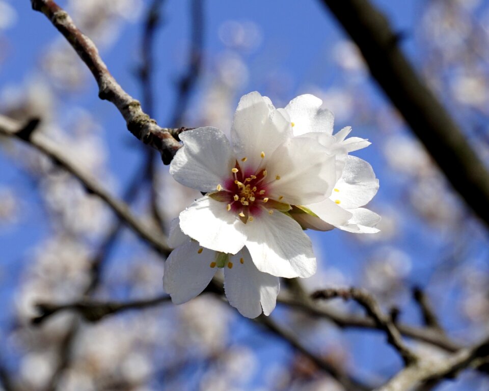 Spring almond tree nature nature