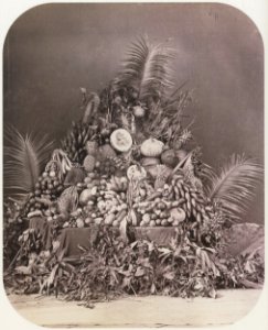 Thomson, John - Stilleben mit Exotischen Früchten (Zeno Fotografie)