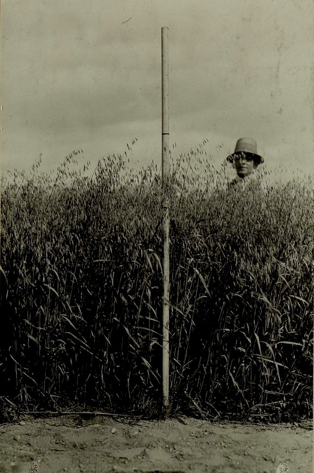 Thon Theinach bei Klagenfurth. Moorentsumpfung mit Anbau des entsumpften Moores. Haferstand Anfangs August ca.1 m 30 cm Höhe. Der im Felde stehende Bauernknabe steht auf den Vergleichsbildern gleich w (BildID 15479929)