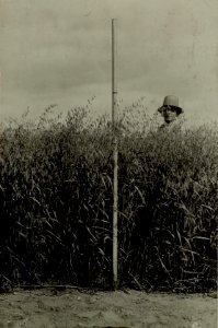 Thon Theinach bei Klagenfurth. Moorentsumpfung mit Anbau des entsumpften Moores. Haferstand Anfangs August ca.1 m 30 cm Höhe. Der im Felde stehende Bauernknabe steht auf den Vergleichsbildern gleich w (BildID 15479929)