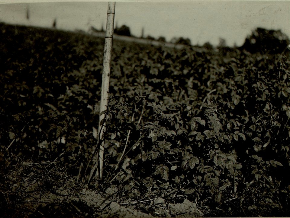 Thon Theinach bei Klagenfurth. Moorentsumpfung mit Anbau des entsumpften Moores (1916 ca.80 ha) Kartoffelstand unmittelbar auf anschliessenden Feldern. Gewächshöhe ca 30 cm. Aufgenommen am 21. Juli 19 (BildID 15479964)