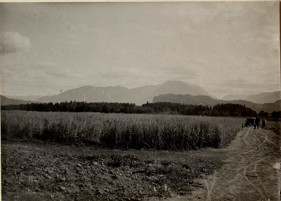 Thon Theinach bei Klagenfurth. Gesamtansicht einer Haferparzelle. Aufgenommen am 21. Juli 1916. (BildID 15479957)