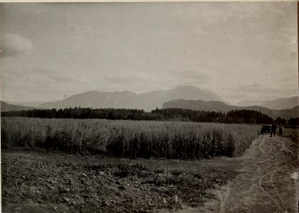 Thon Theinach bei Klagenfurth. Gesamtansicht einer Haferparzelle. Aufgenommen am 21. Juli 1916. (BildID 15479957)