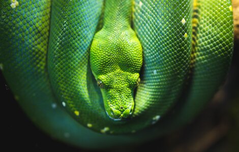 Nature wildlife green snake