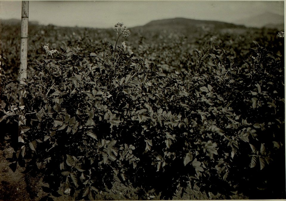 Thon Theinach beu Klagenfurth. Kartoffelstand zu Beginn des Monates August Gewächshöhe 60 cm. Aufgenommen am 21. Juli 1916. (BildID 15479971)